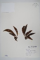 藏品(臺灣車前蕨)的圖片