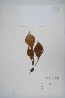 藏品(車前蕨)的圖片