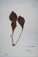 藏品(車前蕨)的圖片