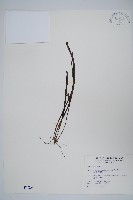 藏品(姬書帶蕨)的圖片