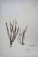 藏品(姬書帶蕨)的圖片