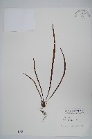 藏品(書帶蕨)的圖片