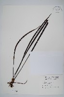 藏品(書帶蕨)的圖片