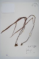 藏品(書帶蕨)的圖片