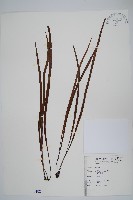 藏品(書帶蕨)的圖片