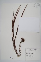 藏品(書帶蕨)的圖片