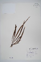 藏品(垂葉書帶蕨)的圖片