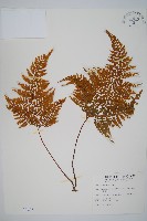 藏品(碗蕨)的圖片