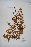 藏品(碗蕨)的圖片