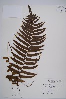 藏品(虎克氏鱗蓋蕨)的圖片