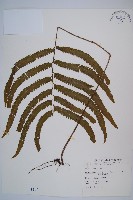 藏品(邊緣鱗蓋蕨)的圖片