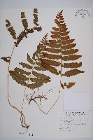 藏品(邊緣鱗蓋蕨)的圖片