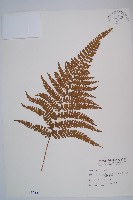 藏品(粗毛鱗蓋蕨)的圖片