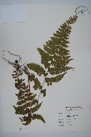 藏品(臺灣鱗蓋蕨)的圖片