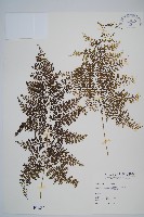 藏品(稀子蕨)的圖片