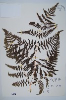 藏品(蕨)的圖片