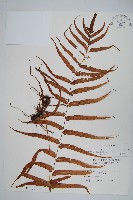 藏品(箭葉水龍骨、擬水龍骨)的圖片