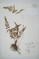 藏品(三角葉陵齒蕨)的圖片