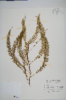 藏品(攀緣陵齒蕨、攀緣鱗始蕨)的圖片