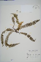 藏品(攀緣陵齒蕨、攀緣鱗始蕨)的圖片