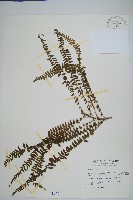 藏品(攀緣陵齒蕨、攀緣鱗始蕨)的圖片