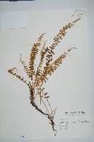 藏品(攀緣陵齒蕨、攀緣鱗始蕨)的圖片