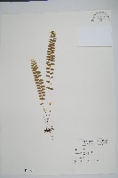藏品(陵齒蕨、鱗始蕨)的圖片
