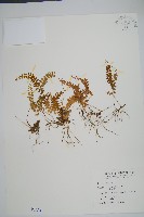 藏品(陵齒蕨、鱗始蕨)的圖片