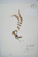 藏品(圓葉陵齒蕨)的圖片