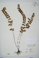 藏品(圓葉陵齒蕨)的圖片