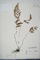 藏品(海島陵齒蕨)的圖片