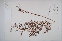 藏品(烏蕨)的圖片