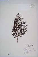 藏品(烏蕨)的圖片