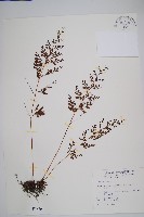 藏品(烏蕨)的圖片