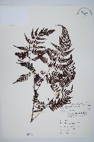 藏品(大葉骨碎補、台灣骨碎補、骨碎補)的圖片