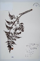 藏品(大葉骨碎補、台灣骨碎補、骨碎補)的圖片