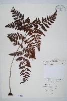 藏品(大葉骨碎補、台灣骨碎補、骨碎補)的圖片