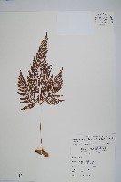 藏品(杯狀蓋陰石蕨)的圖片