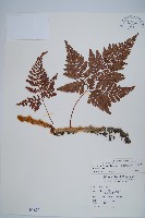 藏品(杯狀蓋陰石蕨)的圖片