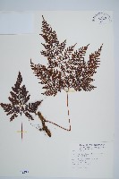 藏品(海州骨碎補)的圖片