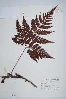 藏品(闊葉骨碎補)的圖片