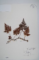 藏品(鱗葉陰石蕨)的圖片