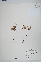 藏品(長柄粉背蕨)的圖片