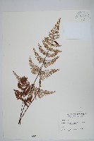 藏品(深山粉背蕨)的圖片