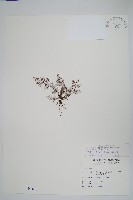 藏品(臺灣粉背蕨)的圖片