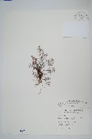 藏品(臺灣粉背蕨)的圖片