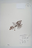 藏品(臺灣粉背蕨)的圖片