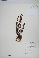 藏品(細葉碎米蕨)的圖片