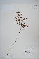 藏品(薄葉碎米蕨)的圖片