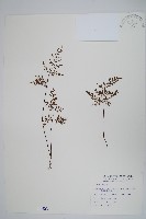 藏品(薄葉碎米蕨)的圖片